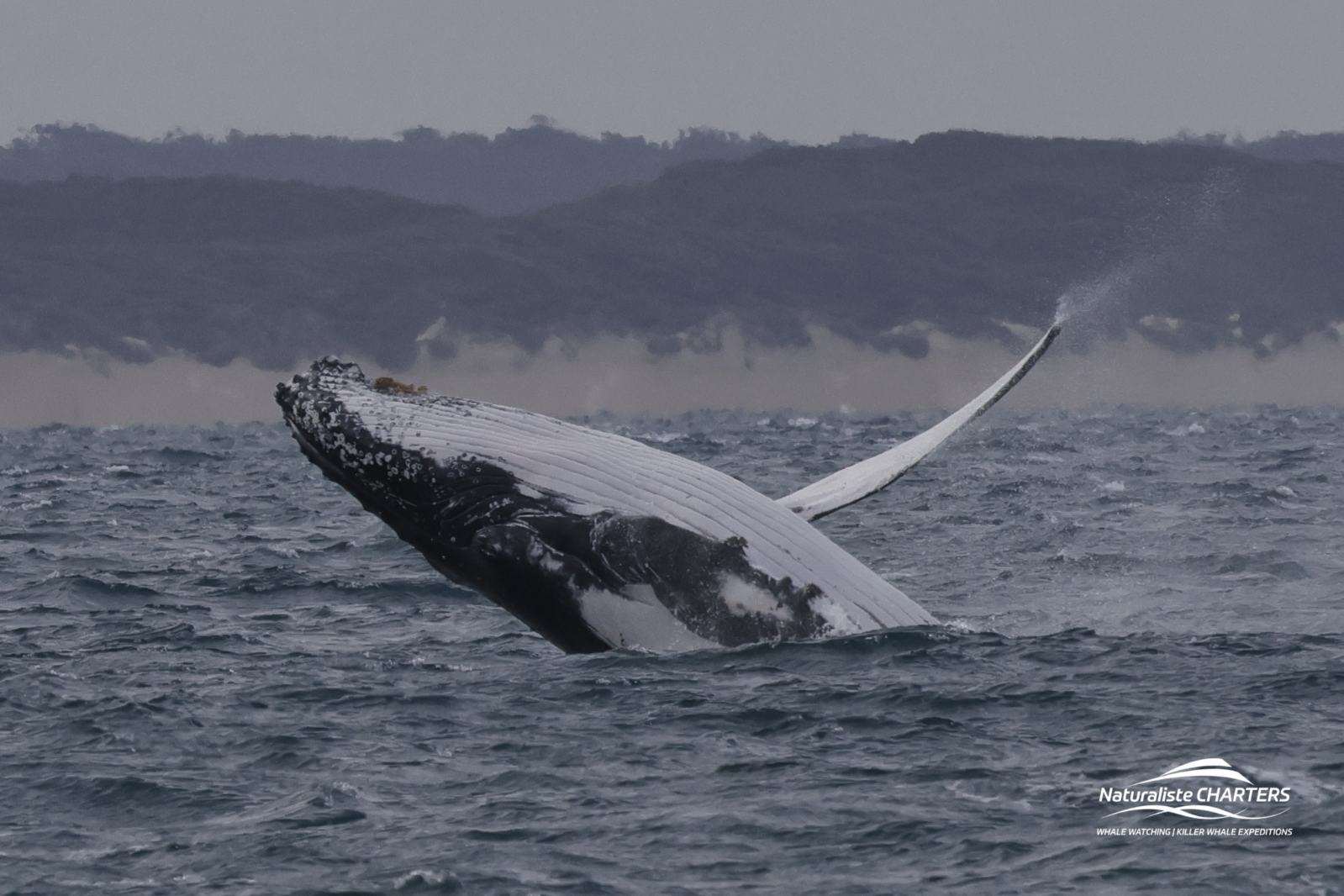 An electrifying breach by a humpback whale